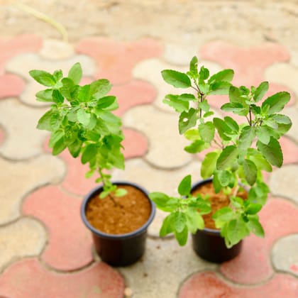 Buy Set Of 2 - Tulsi (Rama & Shyama) in 6 Inch Nursery Pot Online | Urvann.com