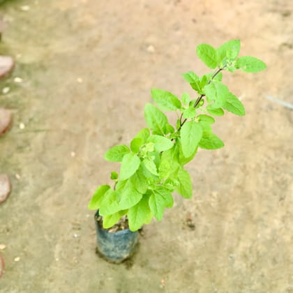 Buy Shyama Tulsi in 4 Inch Nursery Bag Online | Urvann.com