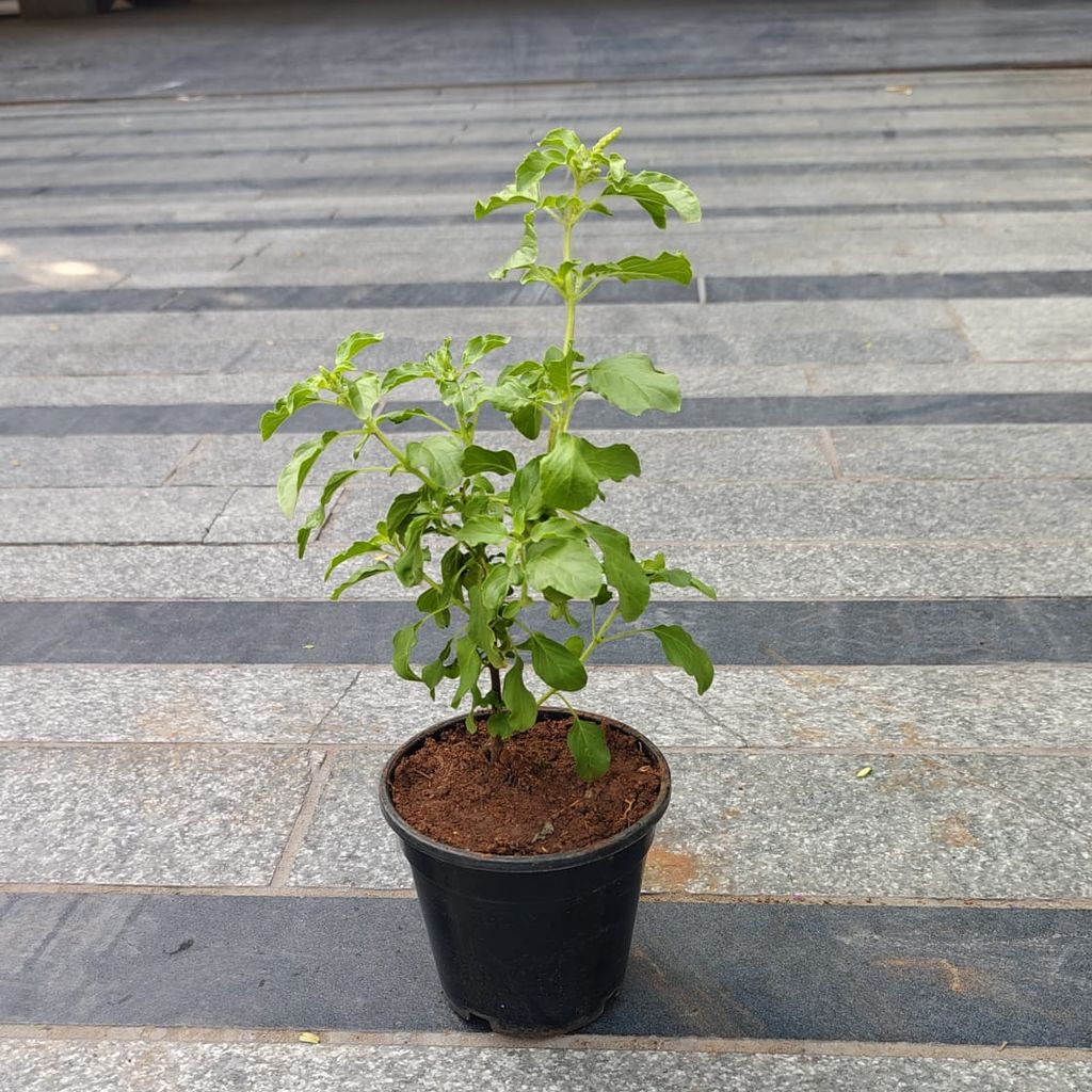 Rama Tulsi in 4 Inch Nursery Pot