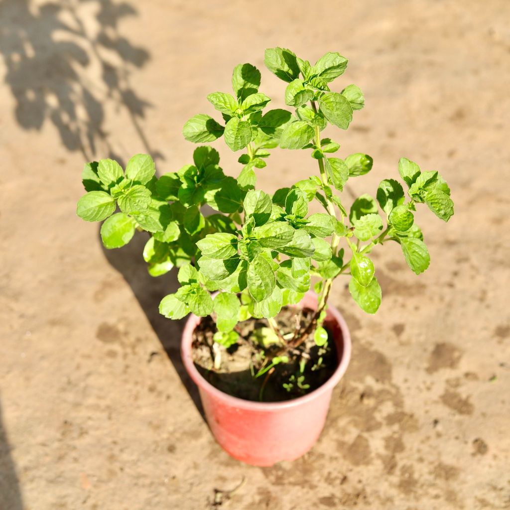 Kapoor Tulsi in 6 Inch Nursery Pot