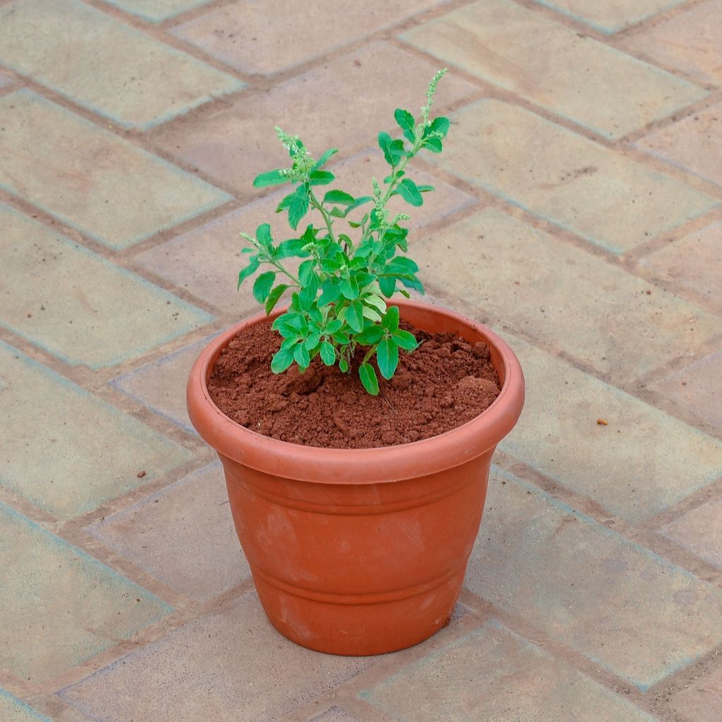 ATUL4825 - Rama Tulsi in 7 Inch Classy Red Plastic Pot