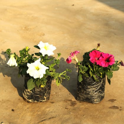 Set of 2 - Petunia (any colour) in 4 Inch Nursery bag