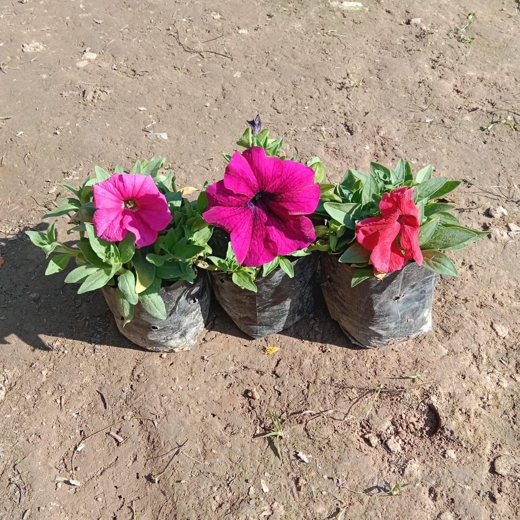 Set of 3 - Petunia (any colour) in 4 Inch Nursery Bag