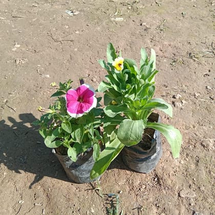 Buy Set of 2 - Petunia & Calendula (any colour) in 4 Inch Nursery Bag Online | Urvann.com