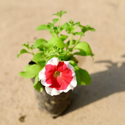 Petunia (any colour) in 4 Inch Nursery Bag