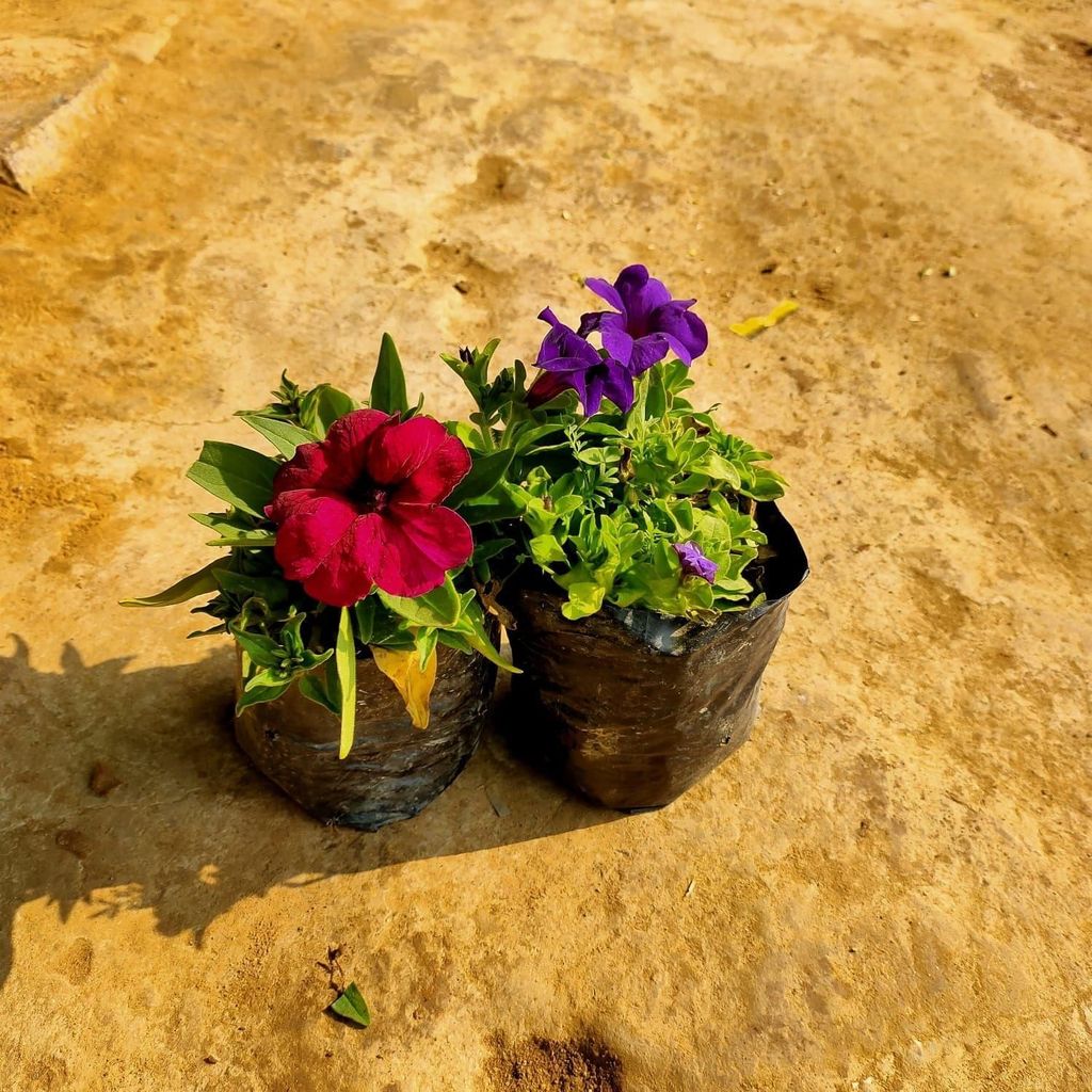 Set of 2 Petunia (any colour) in 4 Inch Nursery Bag