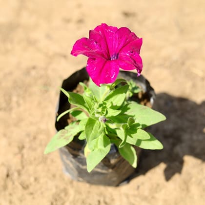 Buy Petunia (any colour) in 4 inch Nursery Bag Online | Urvann.com