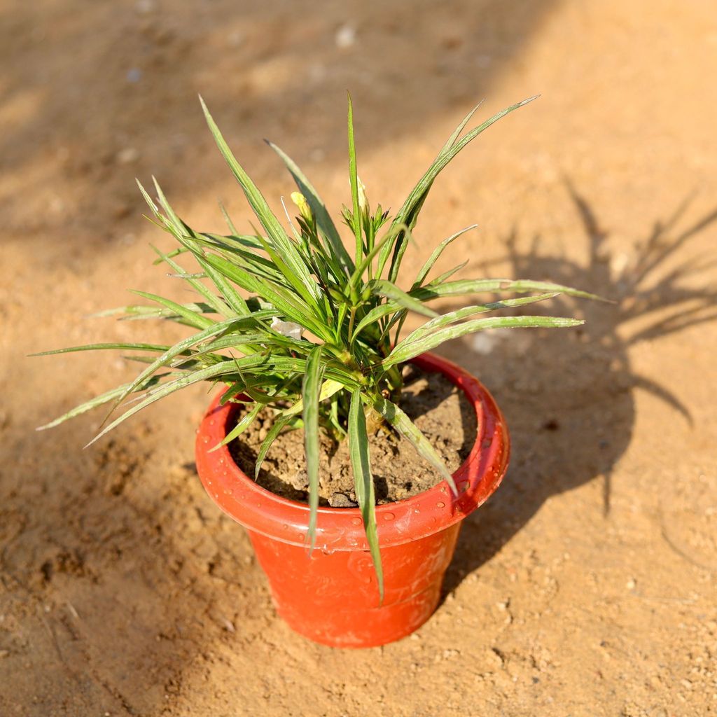 Ruellia / Mexican Petunia (any colour) in 6 Inch Classy Red Plastic Pot