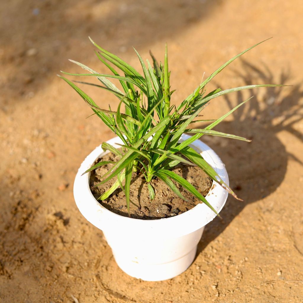 Ruellia / Mexican Petunia (any colour) in 6 Inch Classy White Plastic Pot