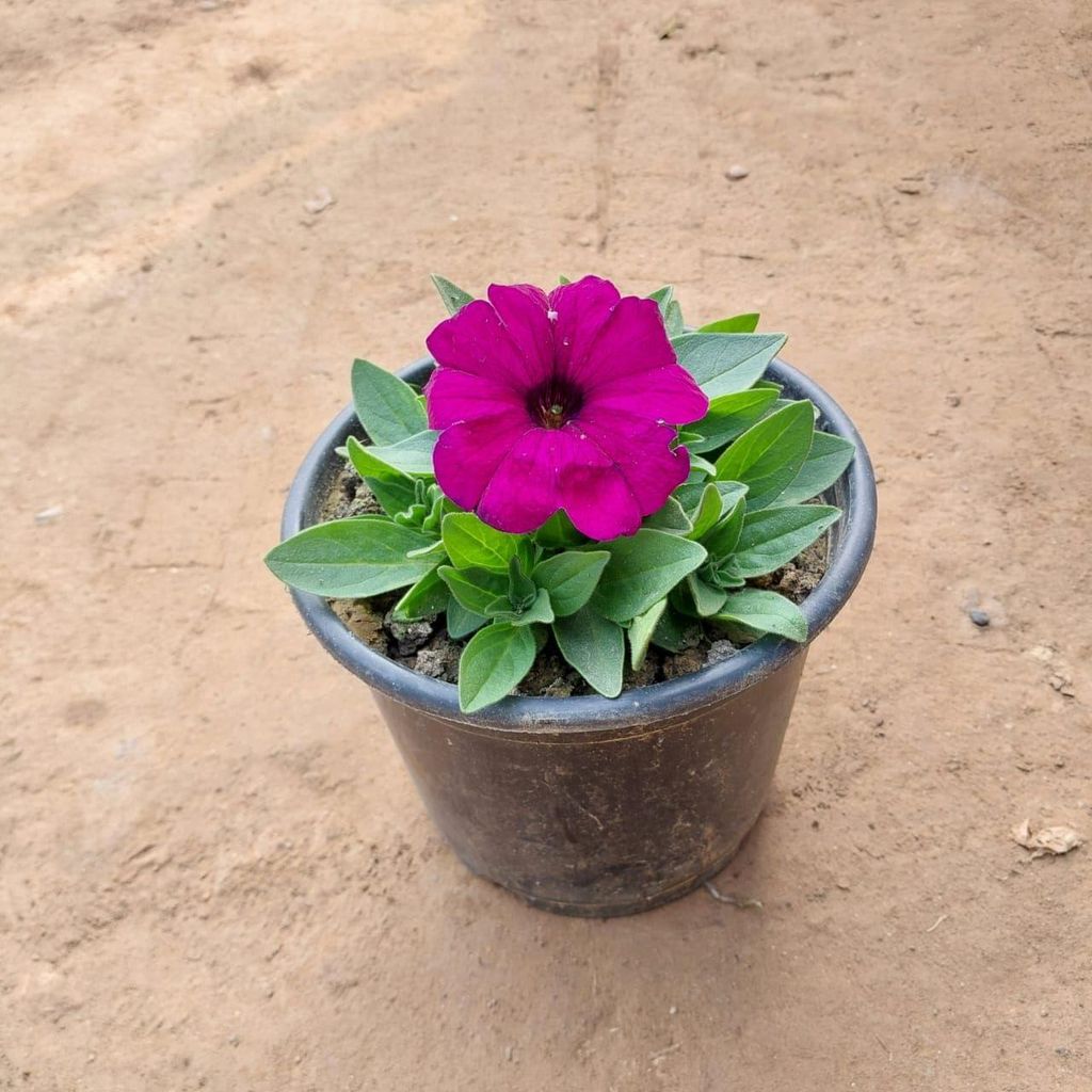 Petunia (any colour) in 6 Inch Nursery Pot