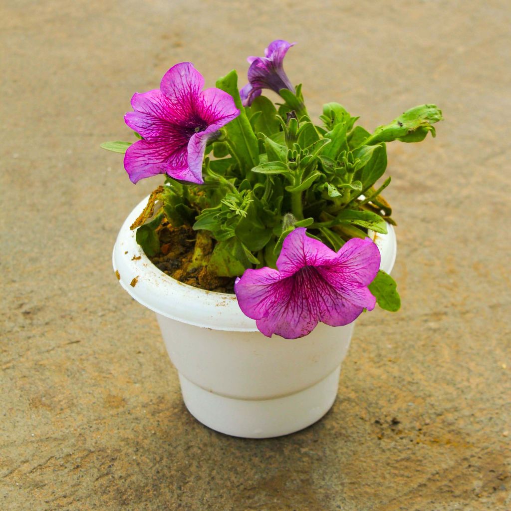 Petunia (any colour) in 6 Inch Classy White Plastic Pot