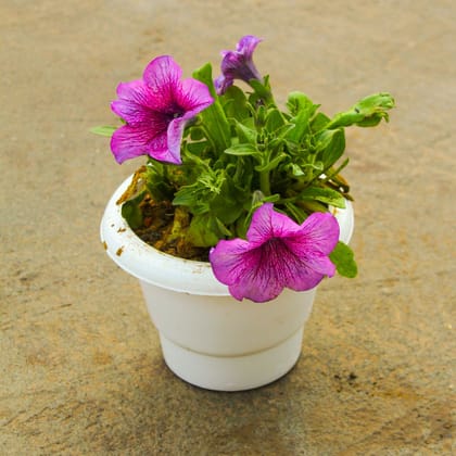 Buy Petunia (any colour) in 6 Inch Classy White Plastic Pot Online | Urvann.com