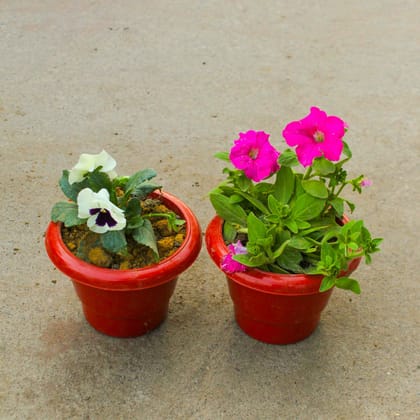 Buy Set of 2 - Pansy & Petunia (any colour) in 6 Inch Classy Red Plastic Pot Online | Urvann.com