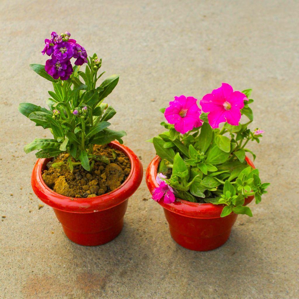 Set of 2 - Stock & Petunia (any colour) in 6 Inch Classy Red Plastic Pot