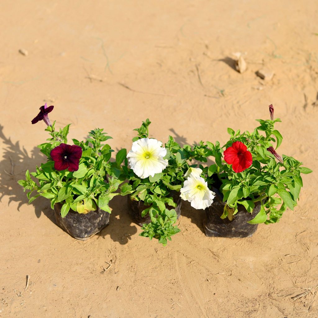 Set of 3 - Petunia (any colour) in 4 Inch Nursery Bag