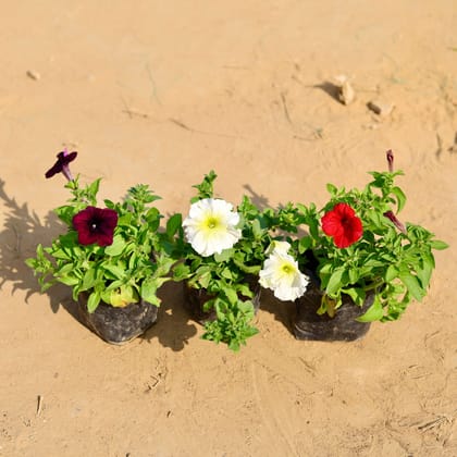 Buy Set of 3 - Petunia (any colour) in 4 Inch Nursery Bag Online | Urvann.com