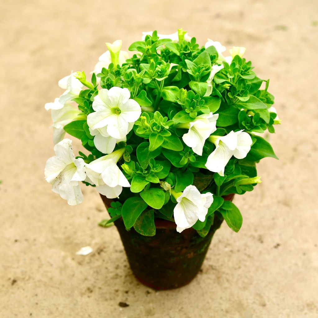 Petunia (any colour) in 8 Inch Nursery Pot