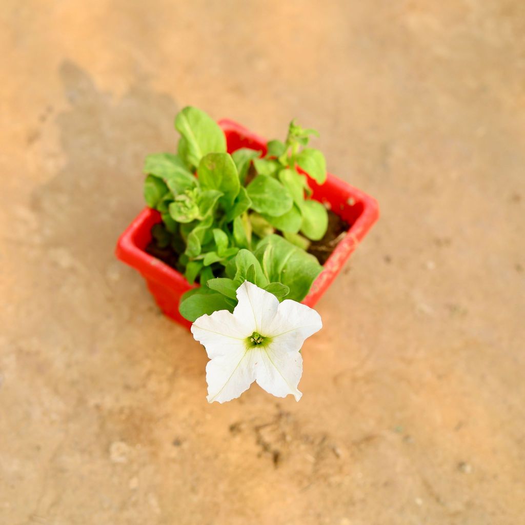 Petunia (Any Colour) in 4 Inch Red Premium Orchid Square Plastic Pot