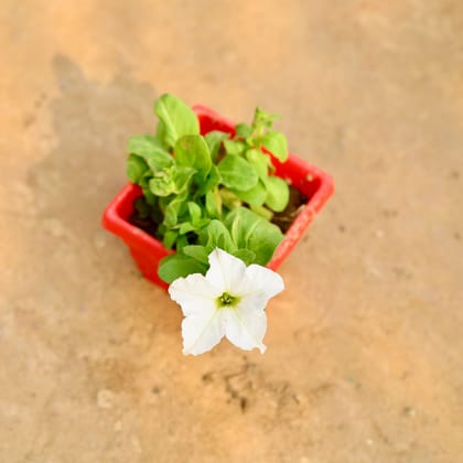 Buy Petunia (Any Colour) in 4 Inch Red Premium Orchid Square Plastic Pot Online | Urvann.com