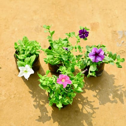 Buy Set of 4 - Petunia (Any Colour) in 4 Inch Nursery Bag Online | Urvann.com