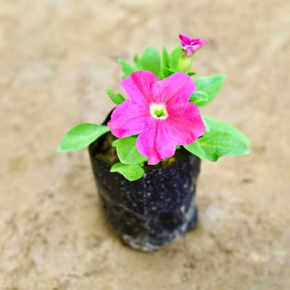 Buy Petunia (Any Colour) in 4 Inch Nursery Bag Online | Urvann.com