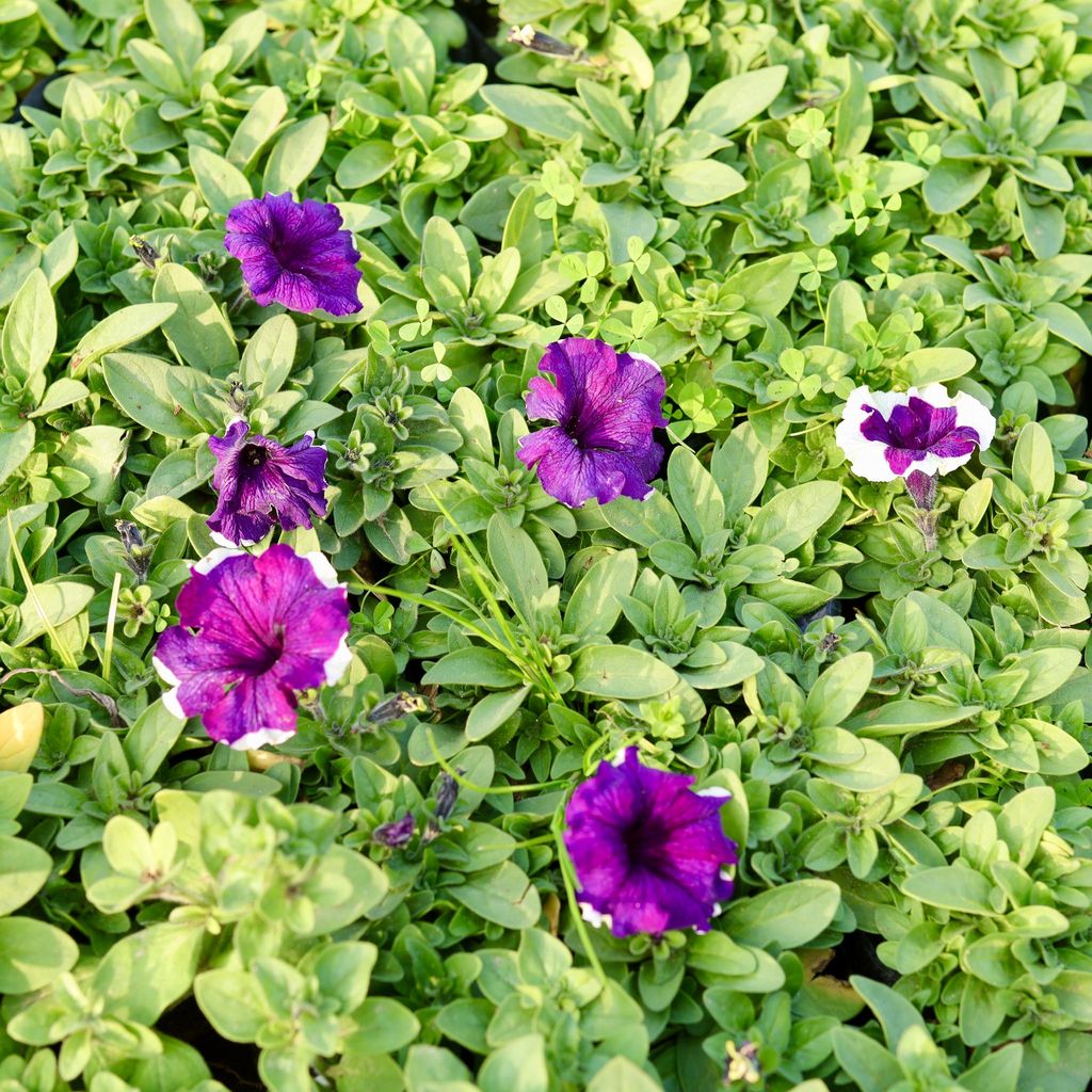 Set of 3 - Petunia (any colour) in 4 Inch Nursery Bag