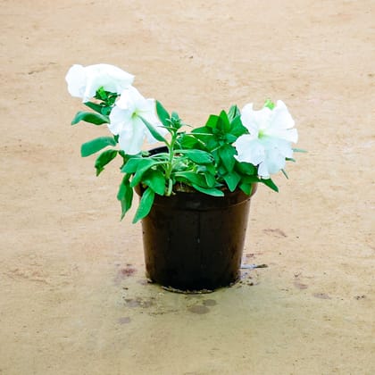 Buy Petunia White in 6 Inch Nursery Pot Online | Urvann.com