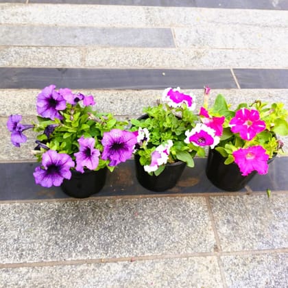 Buy Set of 3 - Petunia (Pink White, Purple & Pink) (any design) in 5 Inch Nursery Pot in 5 Inch Nursery Bag Online | Urvann.com