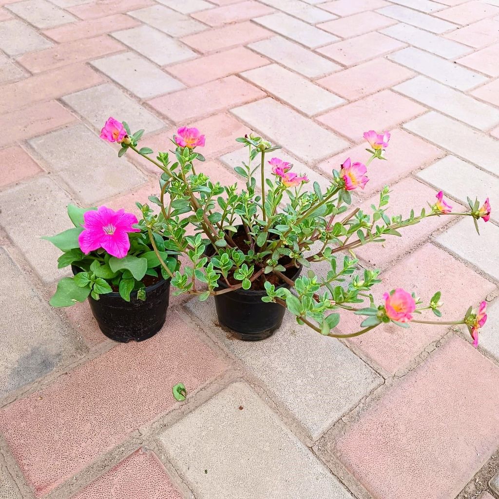 Set of 2 - Portulaca Moss Rose & Petunia (any colour) in 4 Inch Nursery Pot