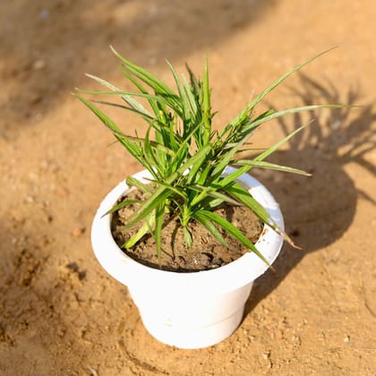 Buy Rohellia / Mexican Petunia (any colour)  in 6 Inch Classy White Plastic Pot Online | Urvann.com