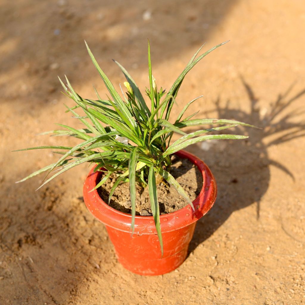 ATUL9101 - Ruellia / Mexican Petunia (any colour) in 6 Inch Classy Red Plastic Pot