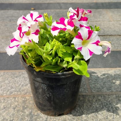 Buy Petunia (any colour) in 4 Inch Nursery Pot Online | Urvann.com