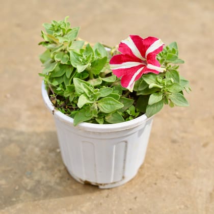 Buy Petunia (any colour) in 6 Inch White Super Nursery Pot Online | Urvann.com