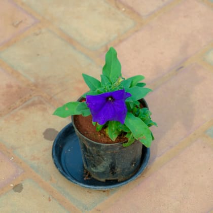 Buy Petunia Blue in 4 Inch Nursery Pot With Tray Online | Urvann.com