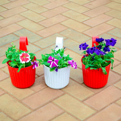 Buy Set of 3 - Petunia (Any Pattern) in 6 Inch Red Railing Single Hook Hanging Plastic Pot Online | Urvann.com