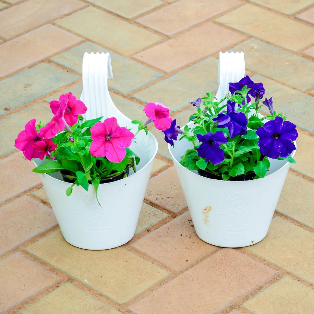 Set of 2 - Petunia Pink Purple in 7 Inch White Single Hook Hanging Plastic Pot