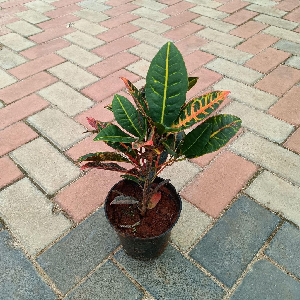 Croton Petra in 5 Inch Nursery Pot