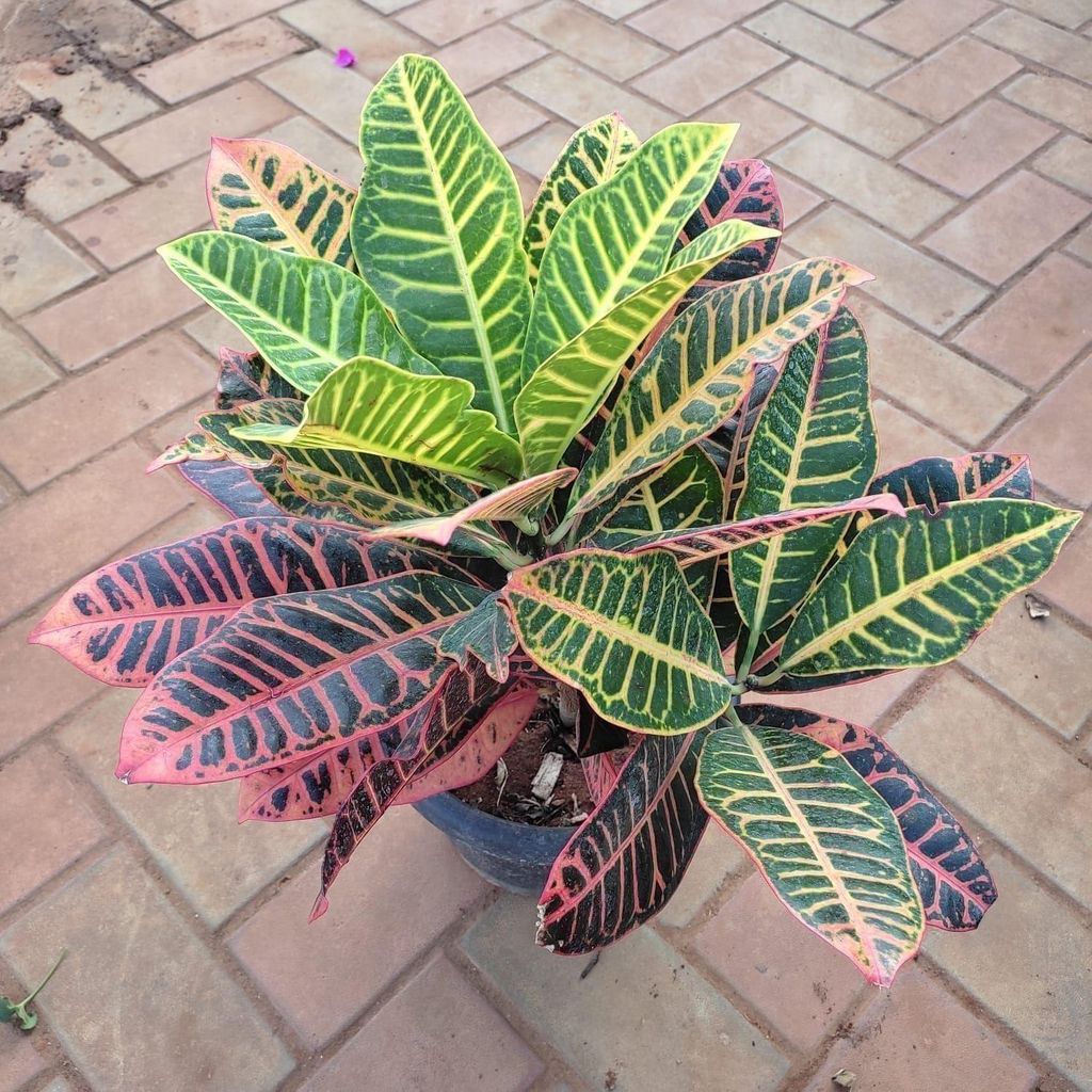 Croton Long Leaf Multi-coloured in 10 Inch Nursery Pot