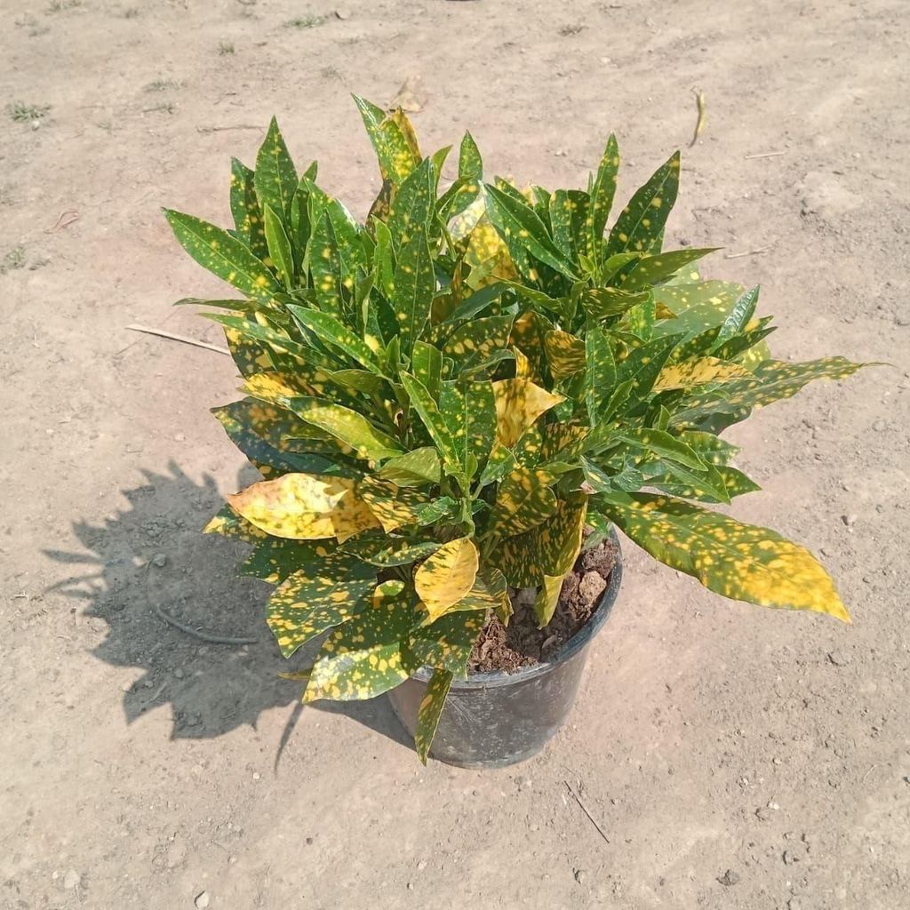 Baby croton in 6 Inch Black Nursery Pot