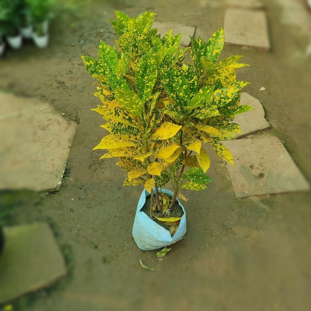 Baby Croton (Big) in 8 inch Nursery Bag