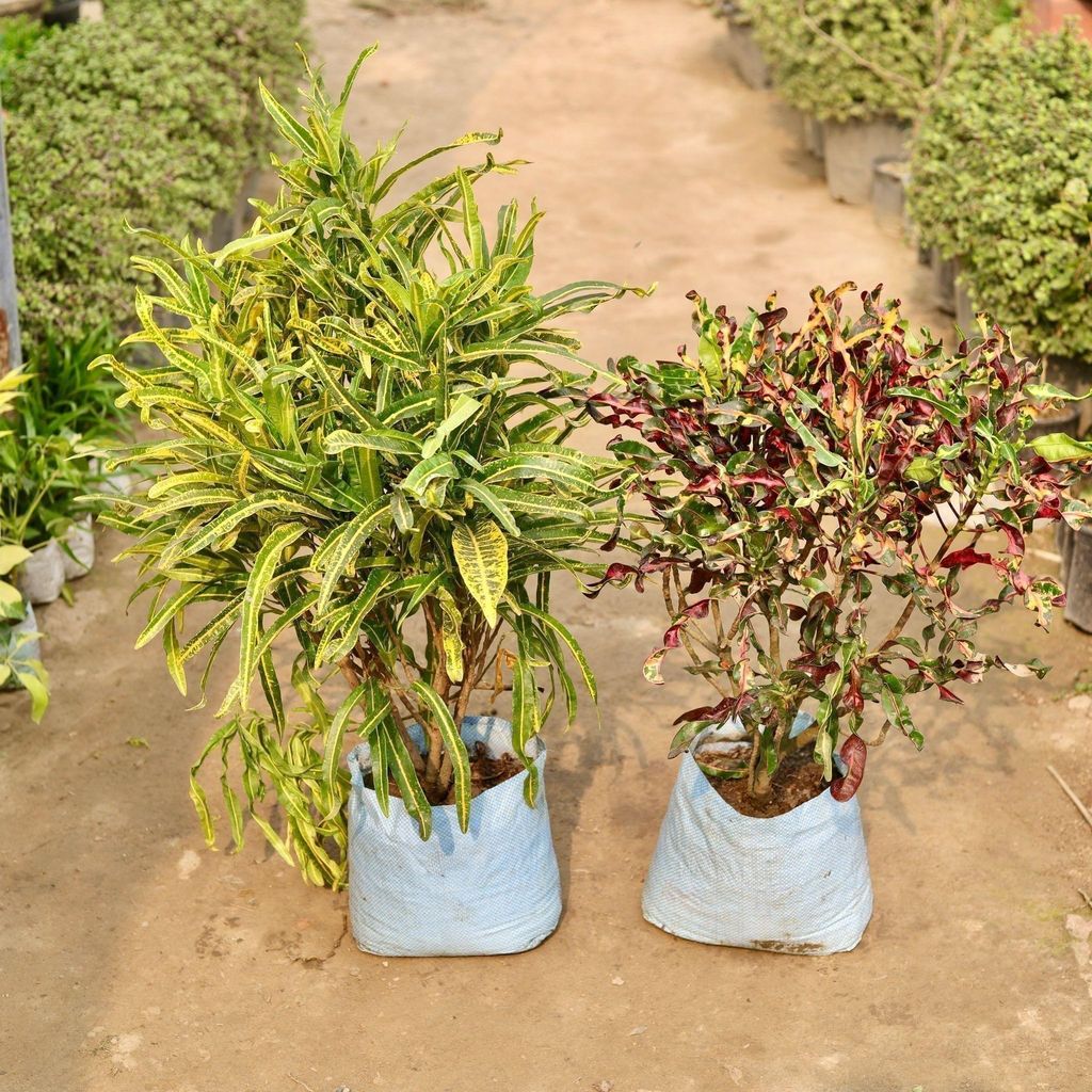 Set of 2 - Crotons (Deadlocks & Eleanor Roosevelt) in 10 Inch Nursery Bag