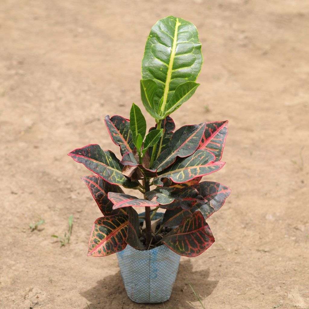 Croton Iceton red in 4 Inch Nursery Bag