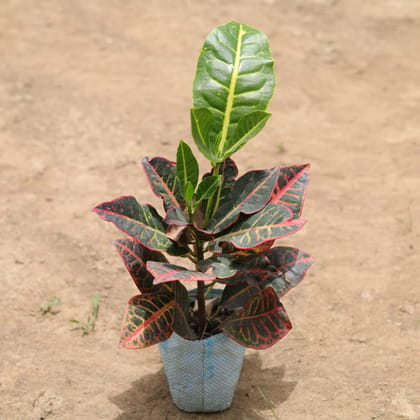 Buy Croton Iceton red in 4 Inch Nursery Bag Online | Urvann.com