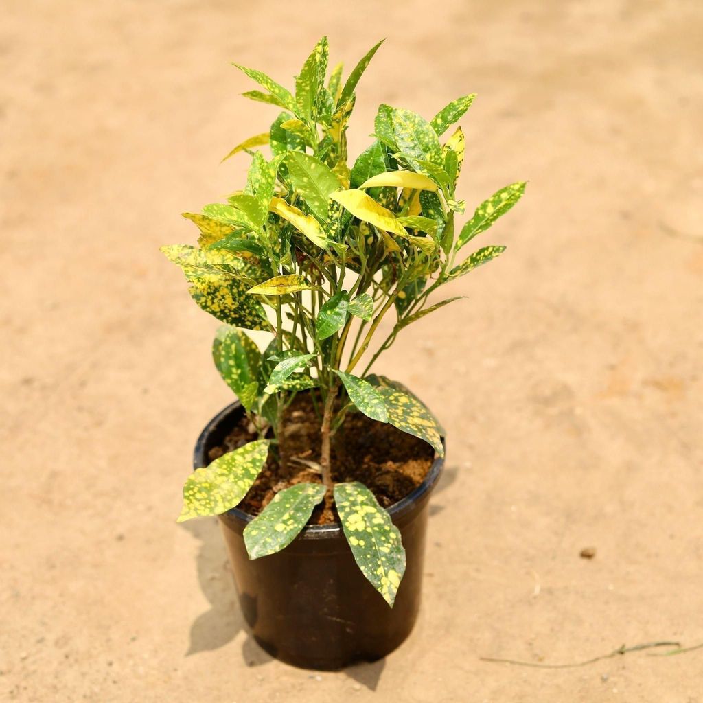 Baby Croton in 6 Inch Nursery Pot