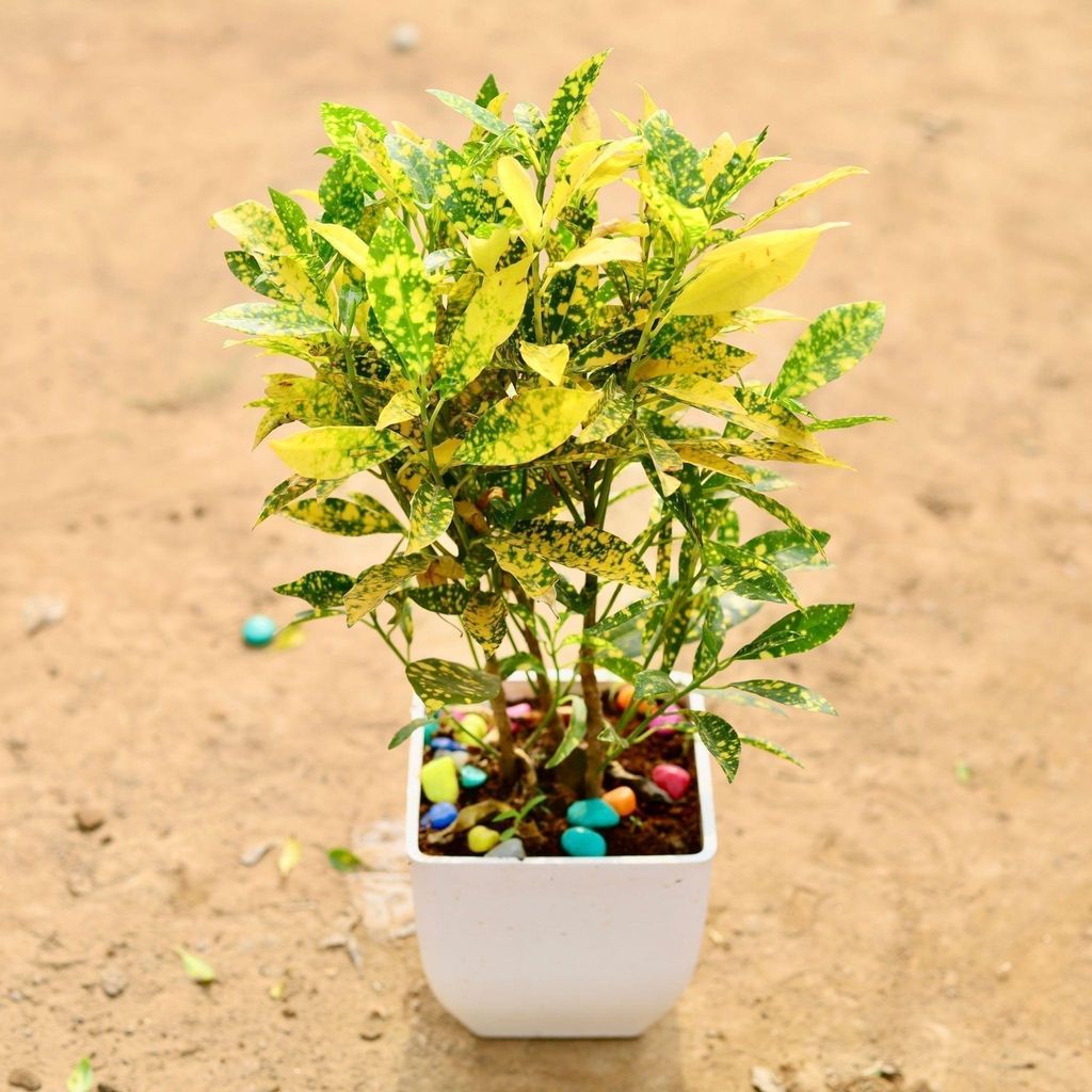 Baby Croton Gold star in 5 Inch White Square Premium Plastic Pot