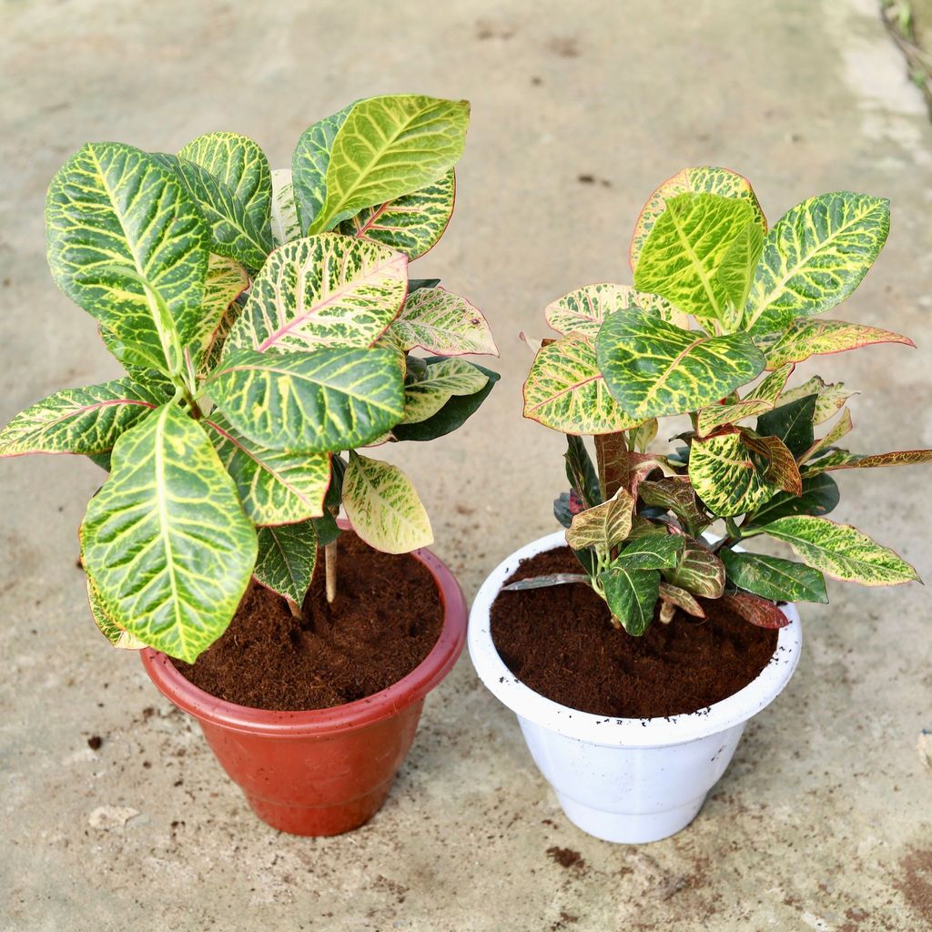 Set of 2 - Croton Petra in 10 Inch Classy Red & White Plastic Pot