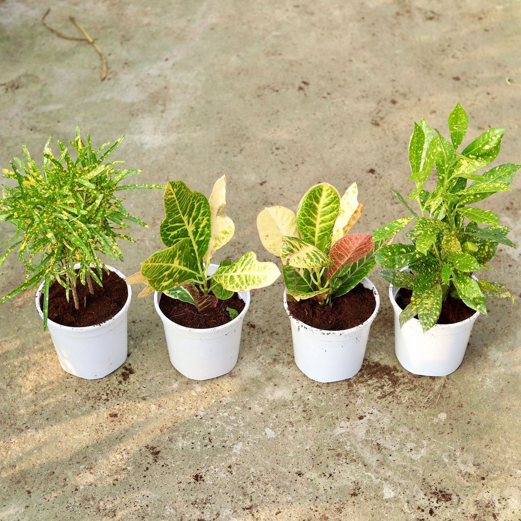 Croton Special - Set of 4 - Croton (Chironji, Baby, Patra & Oakleaf) in 6 Inch White Nursery Pot