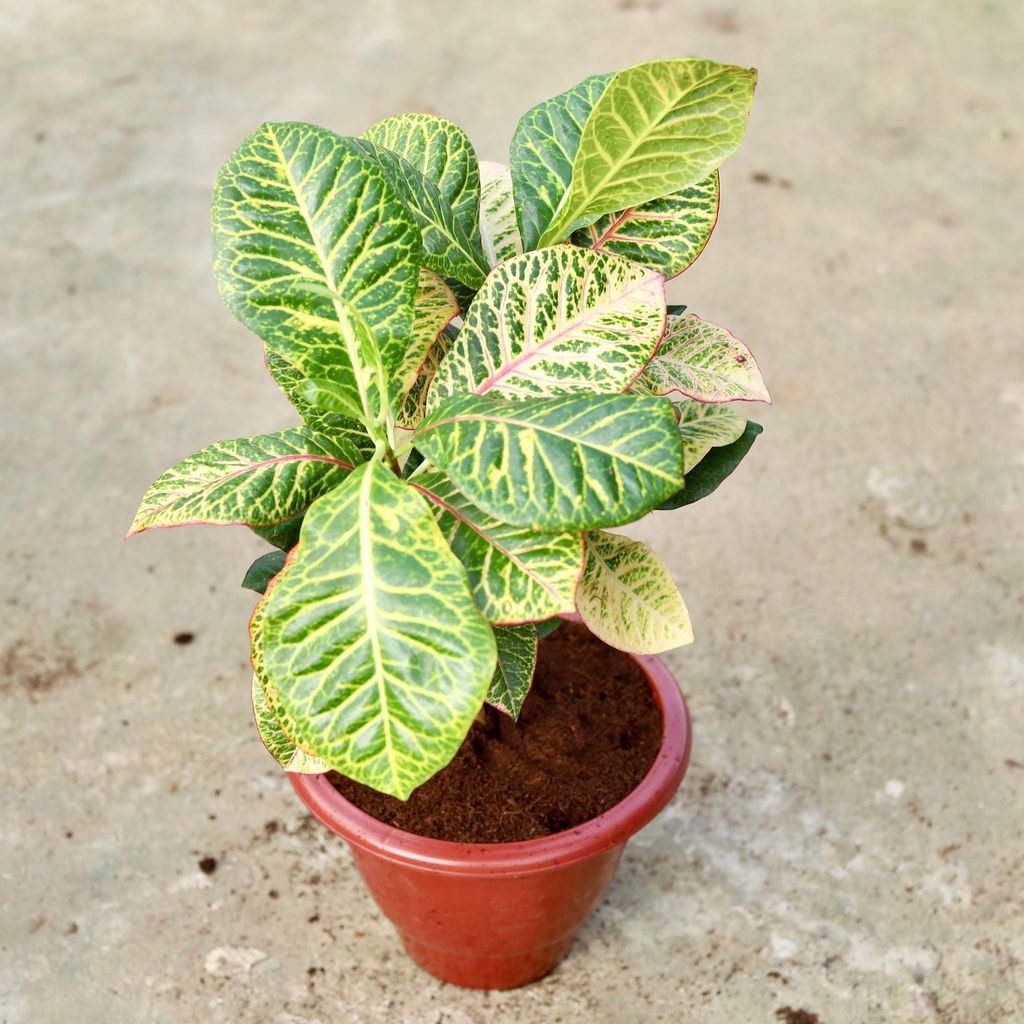 Croton Petra in 10 Inch Classy Red Plastic Pot