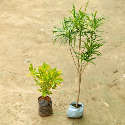 Buy Set of 2 - Croton (Chironji & Baby) in 3 Inch Nursery Bag Online | Urvann.com