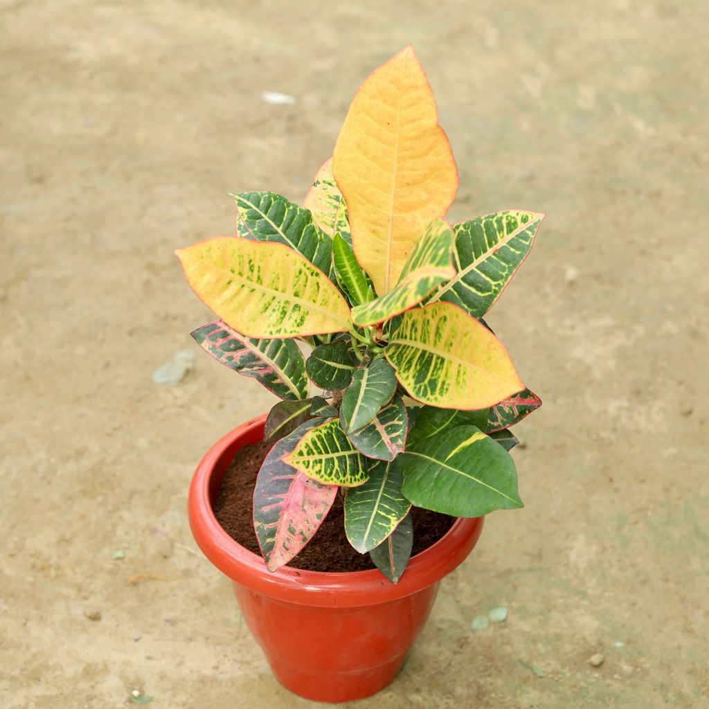 Croton Petra in 10 Inch Classy Red Plastic Pot